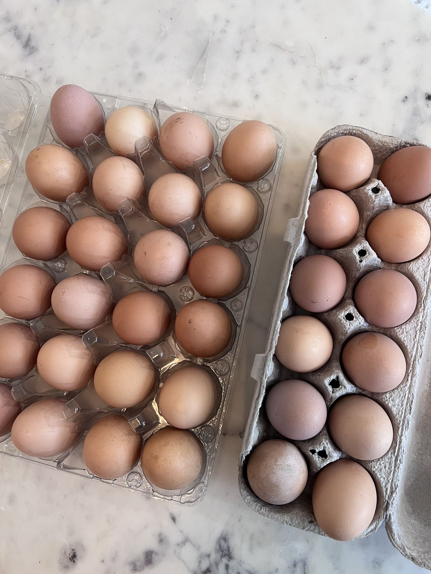 Organic Eggs