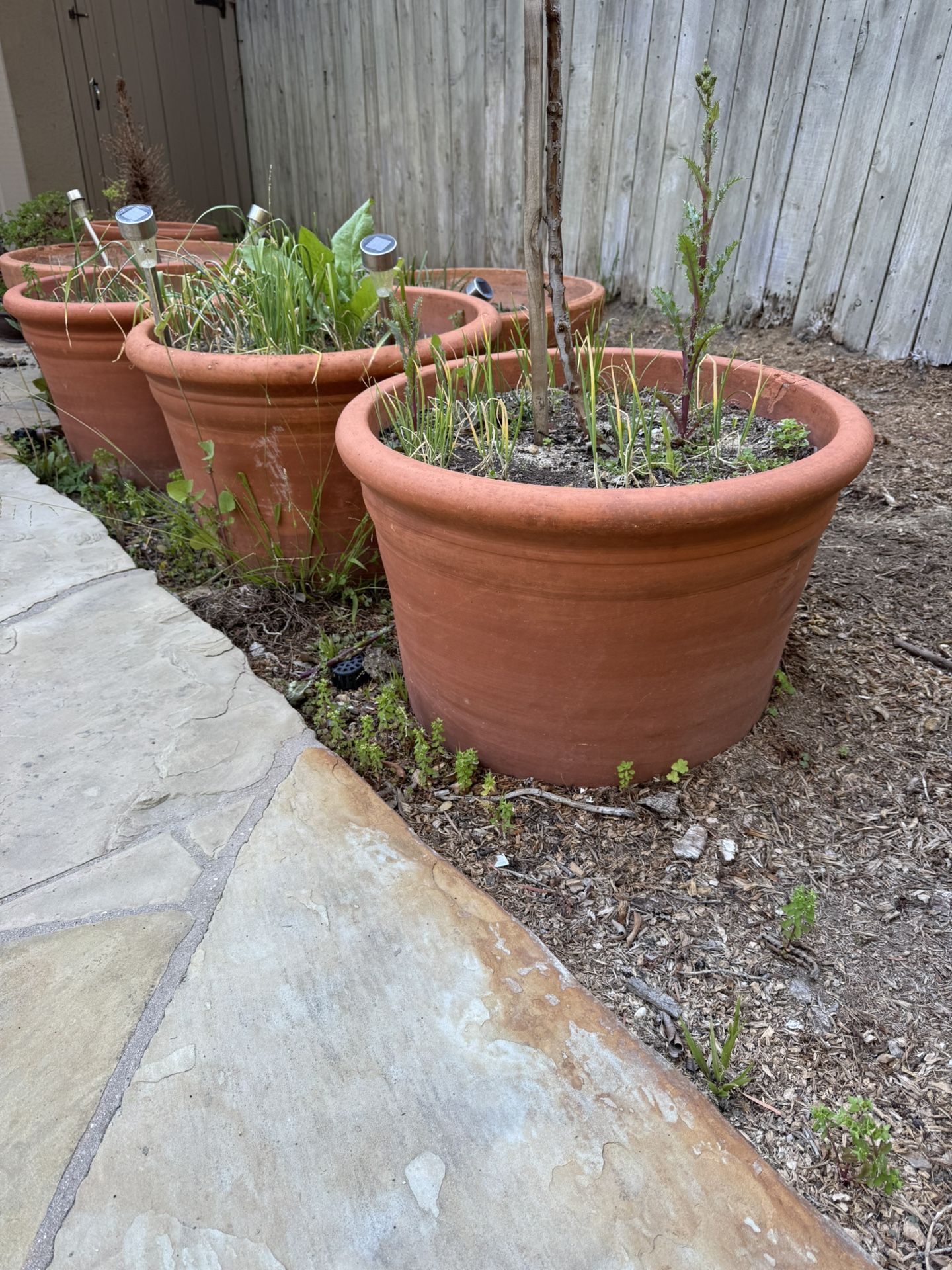 Flower Pot
