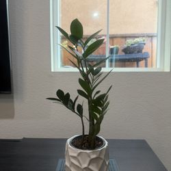 Zz Plant 