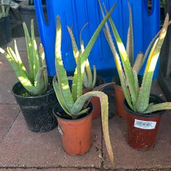 9 Inxh Aloe Vera Plant