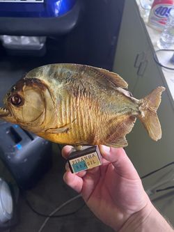 Taxidermy piranha