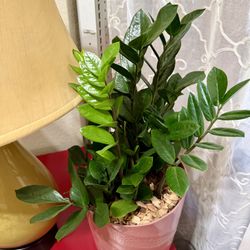 🩷DONE with FUSSY HOUSEPLANTS ?Grow the ZZ plant🩷Read Description pls