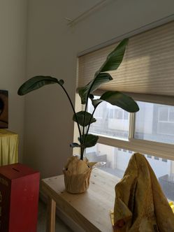Large Bird of Paradise Plant – Healthy Indoor Plant