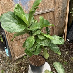 Indoor Fiddle leaf 