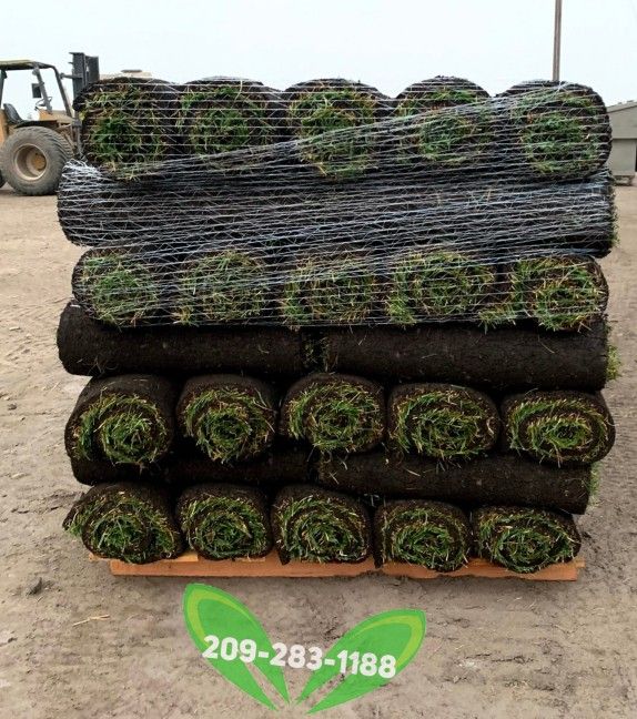 Best QUALITY Sod