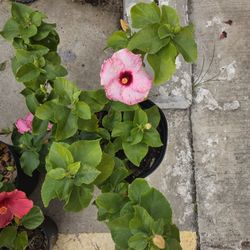 Hibiscus Plants 3gallon 