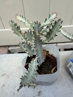 WHITE GHOST CACTUS 🌵
