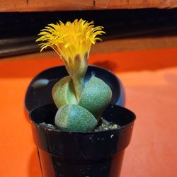 LITHOPS AND SMALL GARDENS..SKYLINE SUCCULENTS OF SAN LORENZO SALE THIS WEEK IN SLZ 