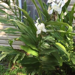 Perennial ginger plant