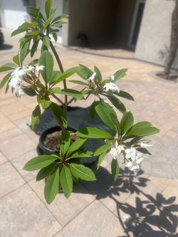 Plumeria plant