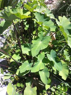 Taro pond plants