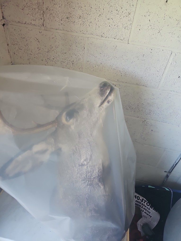 One Mule Deer One Black Tail Deer Head Mount 800 For Both Or 500 A Piece