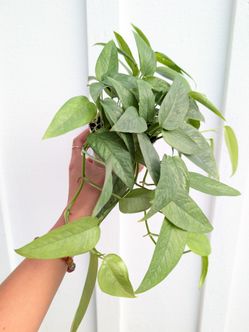 Pothos Cebu Blue Plant 4" Pot - Indoor House Plants