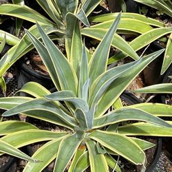 Yellow Variegated Agave 