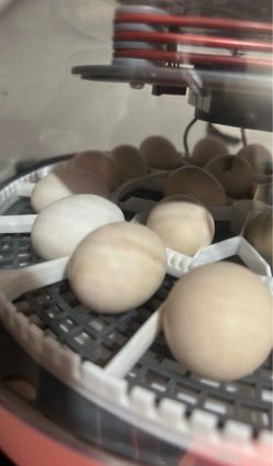 Kikiriki Eggs