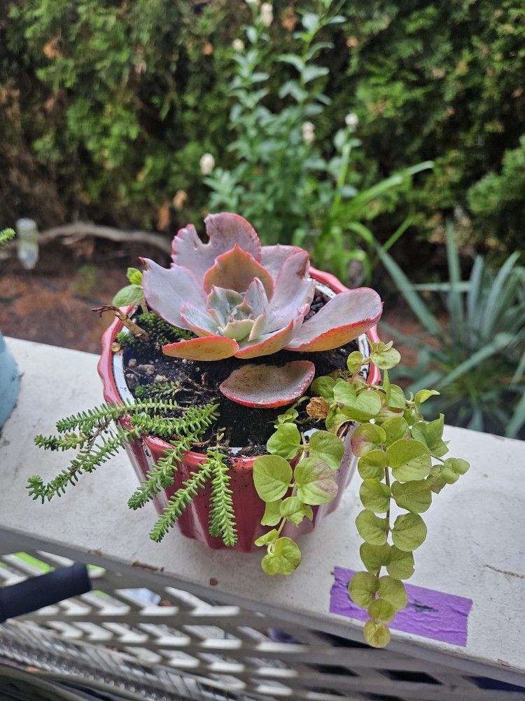 Plant Succulent In Ceramic Pot, Inside Or Outside