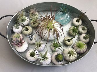 Cutest Sea urchins with fake air plants