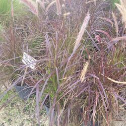 Pam Pam's Grass 