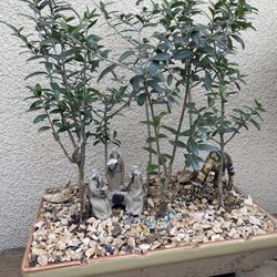 Bonsai Olive Forest Style In Group Planting $70