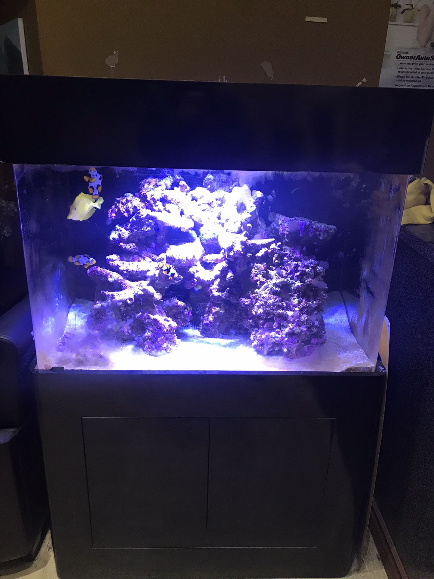 NEED GONE TODAY!!! 90 gallon saltwater aquarium for sale. Everything is good condition. Went out of business, cannot keep. Livestock included.