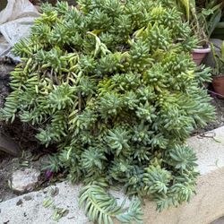 Jumbo Size, Beads, Donkey Tail Plant Very Large Size