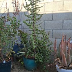 Green Elephant Bush Plant 