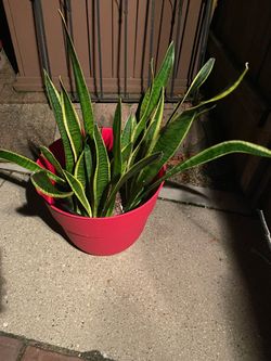 Tall Snake Plant in 18” Large Suncast Resin 🪴 Flower Planter