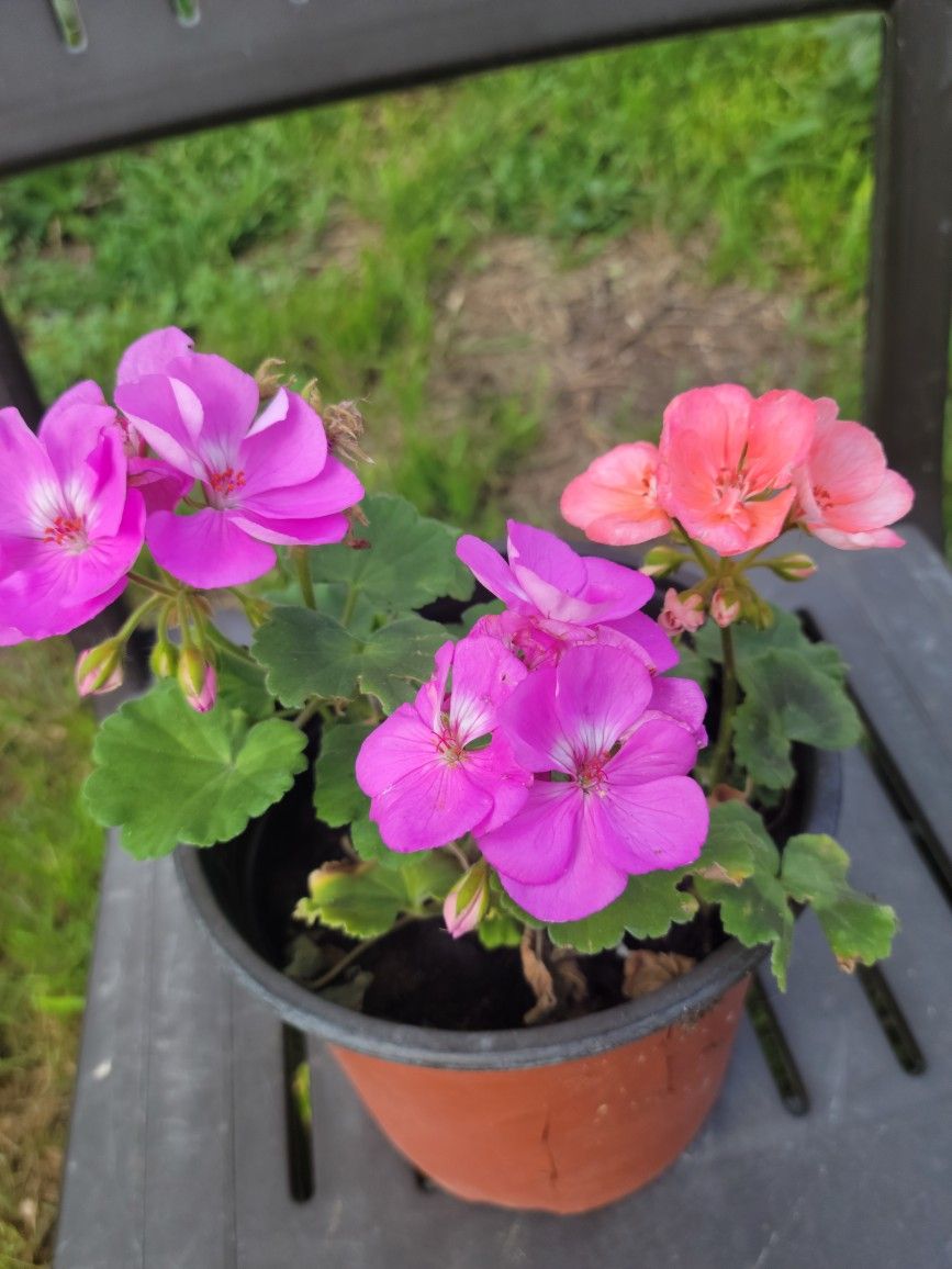 Beautiful Geranium Plants In Gallon Pot 2 In 1 Colors
