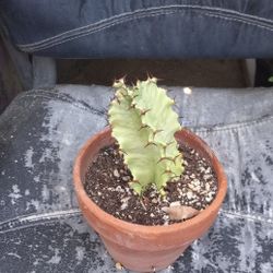 Plantas De Venta 🌿  Plants For Sale 🌿 