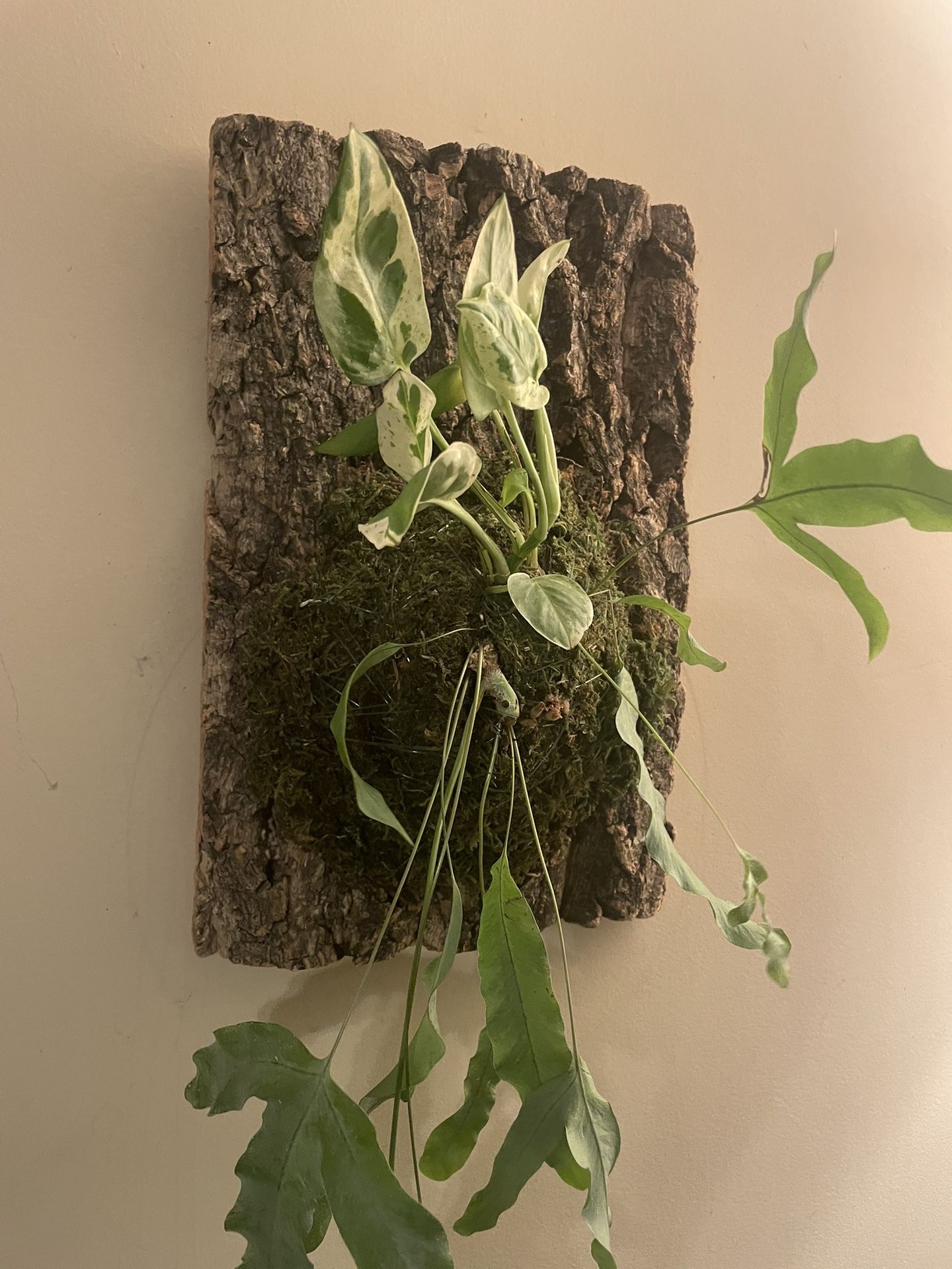 Hanging Wall Plants | Blue Star Fern | Pear and Jade Pothos | On Cork Bark