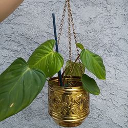 Polished Brass Plant Hanger