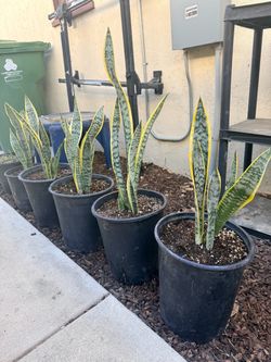 Snake Plants 5gallon Container (Northridge)