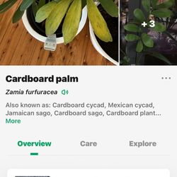 Cardboard Palm Plant 