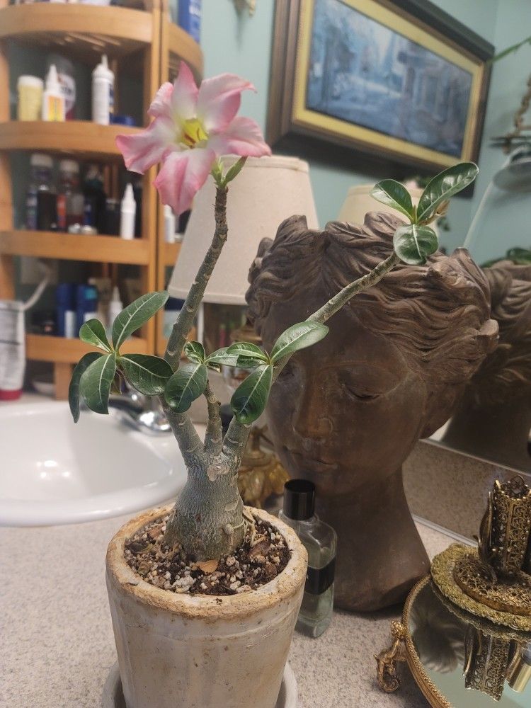 Blooming Desert Rose for Sale in Seattle, WA OfferUp