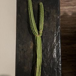 Sacred San Pedro Cactus
