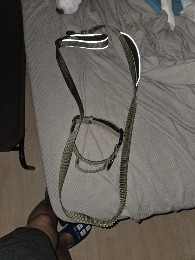 Dog Accessories