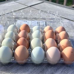 🐥Farm Fresh Eggs🐥