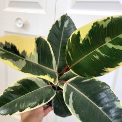 🌿Healthy Live Air Purifying Houseplant Beautiful Variegated Rubber Plant 16"Tall In Pot 5" ~ Easy To Care