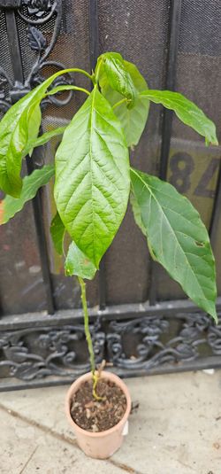 Avocado Tree for Sale