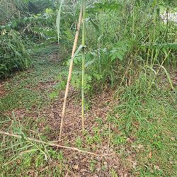 Non Invasive BAMBO  Come Get At $5 A Cluster 