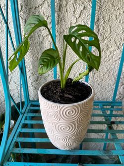 Swiss cheese plant Monstera adansonii