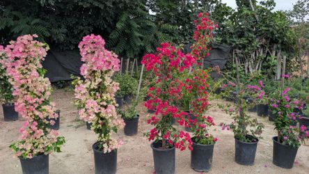 Bougainvillea