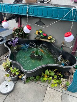 Fish aquarium
