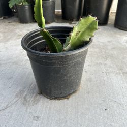 Dragon Fruit