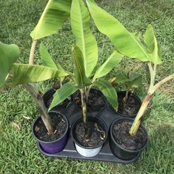 Here are some banana plants for sale.Great for a tropical look in your yard.$20.00 for Smatt 12 Inch Plant.They grow very fast