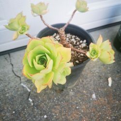 5 Variations of aeonium tree rose succulent Bundle buy 5 pots  $99