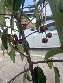 Cherry tree fruitting
