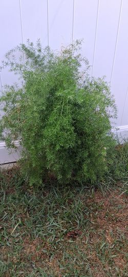 Planta colgante (jarrón no incluye)