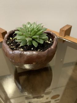 Mini succulent, in hand made pot.