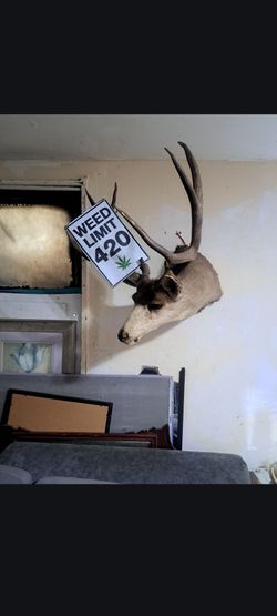Real deer head